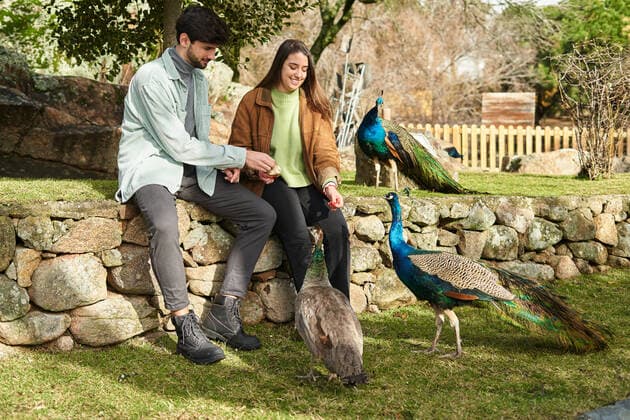 Full body of positive man near gentle girlfriend giving food to peacock with bright feathers in park, Model released AdalbertoRodriguez_BusinessParkStudent_51.jpg Copyright: xAdalbertoxRodriguezx MR