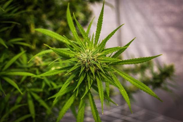 Thailand, Cannabis Anbau in Nakhon Ratchasima March 25, 2021, Nakhon Ratchasima, Thailand: Flowering marijuana plants seen in an outdoor greenhouse..January 25, 2022- Thailand s Narcotic Control Board (NCB) removed additional elements of marijuana plants from the list of controlled substances, paving the way for the FDA further to legalize household cultivation and recreational consumption of the plant. The new rule must first be published in the official Royal Gazette, and 120 days must pass before home cannabis plants become legal. Although Thailand was the first country in Southeast Asia to legalize cannabis for medicinal use (in 2020), the country has been known for its harsh fines and prison sentences for possession and consumption of the drug for decades leading up to now. Nakho - ZUMAs197 20210325_zaa_s197_300 Copyright: xMattxHuntx