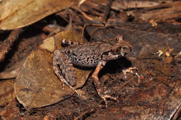 IMAGO Nature: Unsere Erde, Naturschutz, Naturschutzgebiete in Asien (220126) -- PHNOM PENH, Jan. 26, 2022 -- Undated photo shows a Cardamom leaf-litter frog in the Cardamom Mountains at Phnom Samkos Wildlife Sanctuary in Cambodia s western Pursat province. A bent toed gecko and a Cardamom leaf-litter frog in Cambodia are among the 224 newly discovered species in the Greater Mekong subregion in 2020, said a World Wildlife Fund s (WWF) report released on Wednesday. ( Handout via Xinhua) CAMBODIA-PHNOM PENH-NEW SPECIES-GREATER MEKONG ThyxNeang WWF 