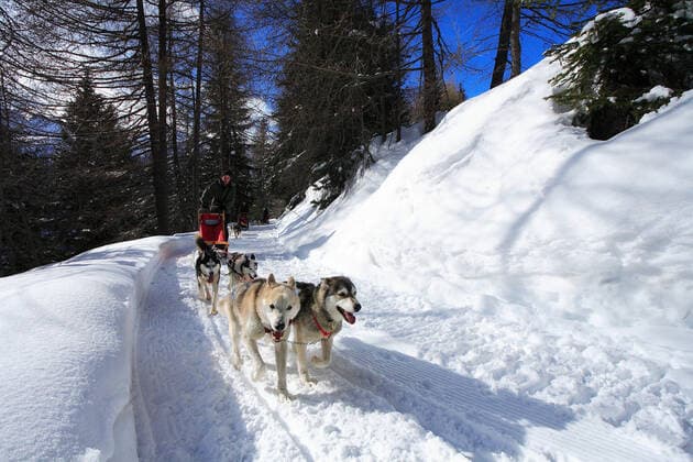 Dogsled excursion, Bormio, Lombardy, Italy, Europe GiorgioMesturini CuboImages 1028_11_GME2360