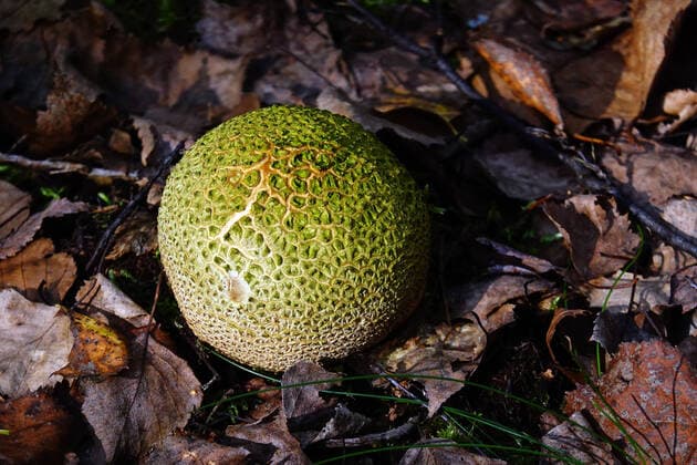 08.10.2021, Dranse, Brandenburg, GER - Dickschaliger Kartoffelbovist waechst im Wald auf Laubboden. (Aufsicht, aussen, Aussenaufnahme, Biologie, Boden, Bovist, Brandenburg, deutsch, Deutschland, Dickschaliger Kartoffelbovist, Dranse, Draufsicht, Europa, europaeisch, Flora, Fruchtkoerper, Gemeiner Hartbovist, Gemeiner Kartoffelbovist, Gewaechs, giftig, gruen, Herbst, Jahreszeit, Laub, Laubboden, Nahaufnahme, Natur, niemand, Pilz, QF, Querformat, rund, Schuppen, schuppig, Scleroderma citrinum, ungeniessbar, Vogelperspektive, Wald, Waldboden, Waldpilz, Westeuropa) 211008D068DRANSE.JPG *** 08 10 2021, Dranse, Brandenburg, GER Thick-skinned potato bovist growing in forest on leafy soil top view, outside, exterior, biology, soil, bovist, Branden