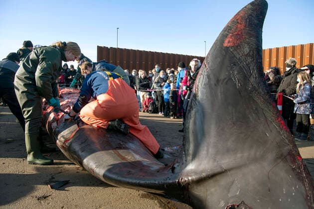 Bilder des Jahres 2022, News 01 Januar News Themen der Woche KW04 News Bilder des Tages Doed naebhval i Kolding Fjord dissekeres paa havnen i Kolding, fredag den 28. januar 2022. Der er tale om en saakaldt nordlig doegling, der hoerer til familien af naebhvaler. Biologer og andre fagfolk forsoeger at finde doedsaarsagen.. , Kolding Denmark *** Dead humpback whale in Kolding Fjord dissected at the harbor in Kolding, Friday 28 January 2022 This is a so-called northern doegling, which belongs to the family of humpback whales.  Copyright: SoerenxGylling,xJyskFynskeMedierxsgj@jfmedier.dkxwww.jv.dk,xwww.frdb.dk,xwww.fyens.dk SoerenxGyllingx cop109 spdk20220128-134612-L