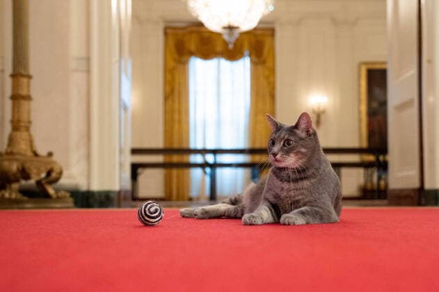 Bilder des Jahres 2022, Entertainment 01 Januar Entertainment Themen der Woche KW04 January 28, 2022, Washington, District of Columbia, USA: Willow, the Biden family s new pet cat, is seen as she wanders through the halls of the . The Biden family has added Willow, a 2-year-old, green-eyed, gray and white feline from Pennsylvania, to their pet family. Washington USA  - ZUMA 20220128_new_z03_031 Copyright: xWhitexHousex