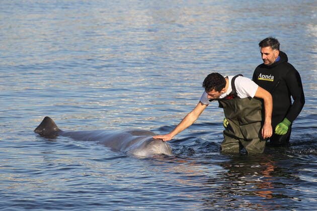 January 28, 2022, Athens, Greece: Experts try to save an injured humpback baby whale at Alimos beach. Athens Greece - ZUMAv62_ 20220128_zaf_v62_007 Copyright: xAristidisxVafeiadakisx
