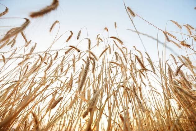 Wheat and sky Wheat and sky Copyright: xx 42967910