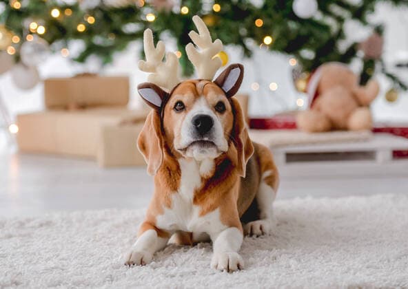 Beagle dog in Christmas time Beagle dog in Christmas time lying on floor in decorated room with New Year festive tree. Doggy pet in Xmas home atmosphere Copyright: xx 43306322