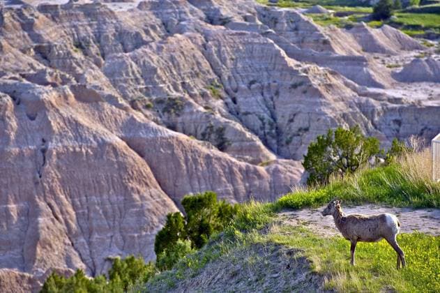 Creative Highlights World Badlands Wildlife Animals - Badlands Bighorn Sheep. South Dakota, USA. Copyright: xx 43492612