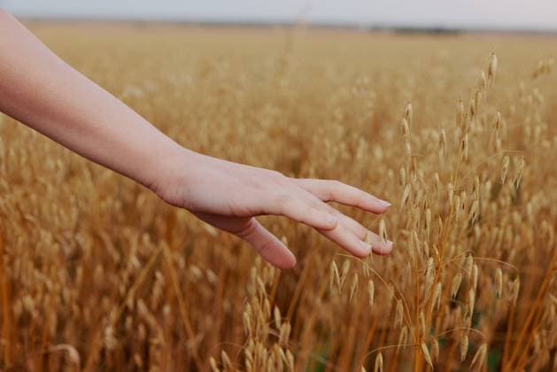 human hand Spikelets of wheat sun nature agriculture Fresh air unaltered human hand Spikelets of wheat sun nature agriculture Fresh air unaltered. High quality photo Copyright: xx 43759272