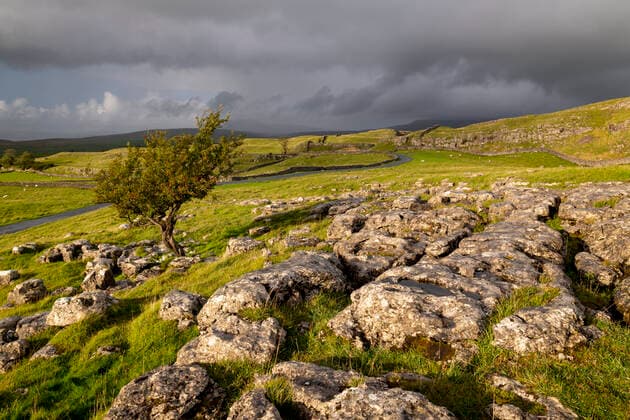 Hawthorn tree and limestone pavement in autumn, Winskill Stones, Yorkshire Dales National Park, Yorkshire, England, United Kingdom, Europe Copyright: AdamxBurton 799-4315