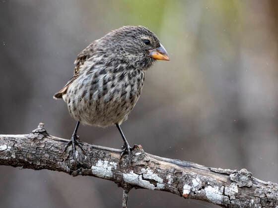 IMAGO Nature: Unsere Erde, Naturschutz, Naturschutzgebiete in S?damerika One of 18 species of Darwin s finches, Fernandina Island, Galapagos, Ecuador, South America Copyright: MichaelxNolan 1112-6330