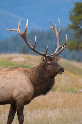 Wild Elk (Wapiti) (Cervus canadensis) during the Autumn rut, Jasper National Park, UNESCO World Heritage Site, Alberta, Canadian Rockies, Canada, North America Copyright: JonxReaves 1241-322