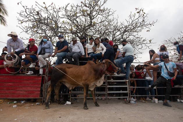 Mexiko, Fest zu Ehren der Virgen de la Candelaria wird mit Stierhatz begangen February 1, 2022: Thousands of residents gather to celebrate Candelaria with the traditional bullfight. In this festivity, the bulls are usually killed and injured despite the warnings of the authorities. This party was not celebrated for a year due to the Covid 19 pandemic. - ZUMAqp1_ 20220201_zip_qp1_002 Copyright: xHectorxAdolfoxQuintanarxPerezx