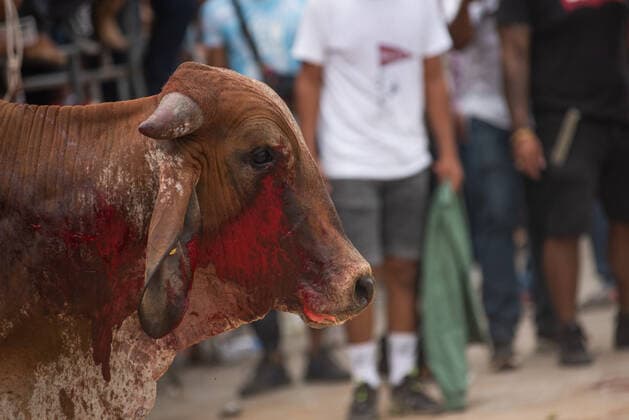 Mexiko, Fest zu Ehren der Virgen de la Candelaria wird mit Stierhatz begangen February 1, 2022: Thousands of residents gather to celebrate Candelaria with the traditional bullfight. In this festivity, the bulls are usually killed and injured despite the warnings of the authorities. This party was not celebrated for a year due to the Covid 19 pandemic. - ZUMAqp1_ 20220201_zip_qp1_003 Copyright: xHectorxAdolfoxQuintanarxPerezx