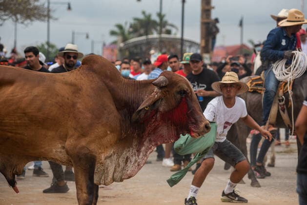 Mexiko, Fest zu Ehren der Virgen de la Candelaria wird mit Stierhatz begangen February 1, 2022: Thousands of residents gather to celebrate Candelaria with the traditional bullfight. In this festivity, the bulls are usually killed and injured despite the warnings of the authorities. This party was not celebrated for a year due to the Covid 19 pandemic. - ZUMAqp1_ 20220201_zip_qp1_005 Copyright: xHectorxAdolfoxQuintanarxPerezx