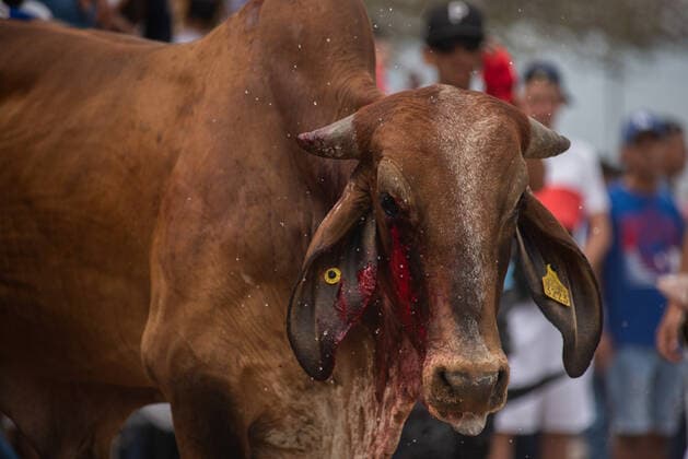Mexiko, Fest zu Ehren der Virgen de la Candelaria wird mit Stierhatz begangen February 1, 2022: Thousands of residents gather to celebrate Candelaria with the traditional bullfight. In this festivity, the bulls are usually killed and injured despite the warnings of the authorities. This party was not celebrated for a year due to the Covid 19 pandemic. - ZUMAqp1_ 20220201_zip_qp1_018 Copyright: xHectorxAdolfoxQuintanarxPerezx