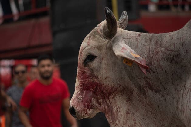 Mexiko, Fest zu Ehren der Virgen de la Candelaria wird mit Stierhatz begangen February 1, 2022: Thousands of residents gather to celebrate Candelaria with the traditional bullfight. In this festivity, the bulls are usually killed and injured despite the warnings of the authorities. This party was not celebrated for a year due to the Covid 19 pandemic. - ZUMAqp1_ 20220201_zip_qp1_023 Copyright: xHectorxAdolfoxQuintanarxPerezx