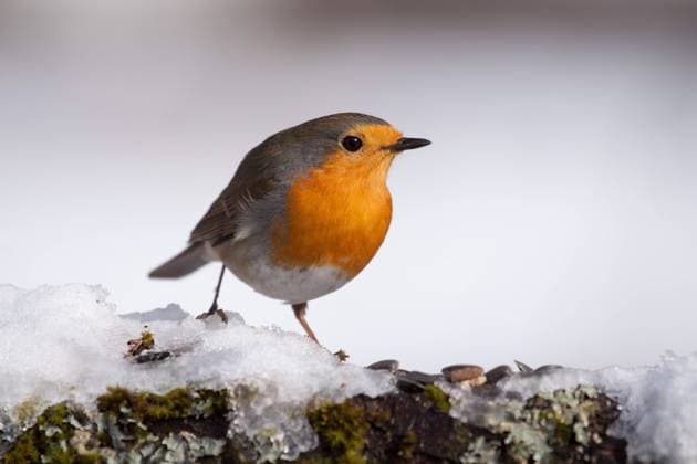 Rotkehlchen (Erithacus rubecula) McPRMU *** Robin Erithacus rubecula McPRMU McPRMU