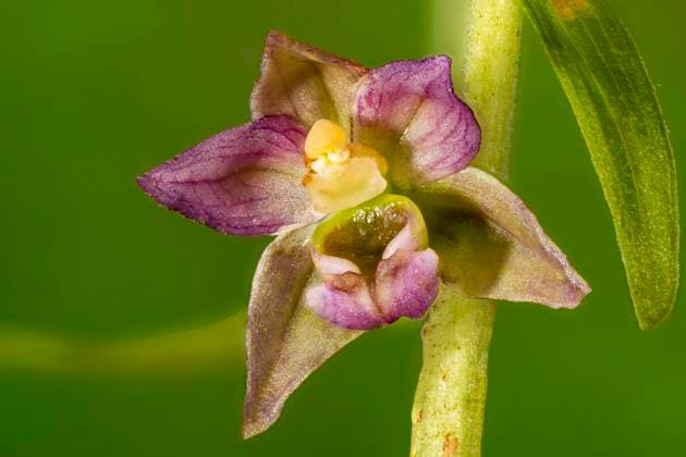 Breitblaettrige Stendelwurz, Breitblaettrige Staendelwurz, Breitblaettrige Sumpfwurz (Epipactis helleborine), zwei Blueten, Oesterreich, Tirol Broad-leaved helleborine, Eastern helleborine (Epipactis helleborine), two flowers, Austria, Tyrol BLWS660913 *** Broad leaved helleborine, Eastern helleborine Epipactis helleborine , two flowers, Austria, Tyrol BLWS660913 Copyright: xblickwinkel S.xDerderx
