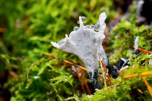 IMAGO Nature: Unsere Erde: Pflanzenwelt: Hässliche Pflanzen Geweihfoermige Holzkeule (Xylaria hypoxylon), Fruchtkoerper im Moos, Deutschland, NRW candlesnuff fungus (Xylaria hypoxylon), fruiting body in moss, Germany, North Rhine-Westphalia BLWS661137 *** Antlered wood club Xylaria hypoxylon , fruiting body in moss, Germany, NRW candlesnuff fungus Xylaria hypoxylon , fruiting body in moss, Germany, North Rhine Westphalia BLWS661137 Copyright: xblickwinkel C.xStennerx