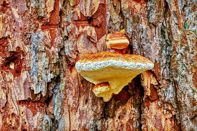 Rotrandiger Schichtporling, Rotrandiger Baumschwamm, Fichtenporling, Fichten-Porling (Fomitopsis pinicola, Fomes pinicola, Fomes marginatus), an einem Fichtenstamm, Deutschland, NRW Red Banded Polypore, Red-banded Polypore, Red belted Bracket, Red-belted Bracket (Fomitopsis pinicola, Fomes pinicola, Fomes marginatus), at a spruce trunk, Germany, North Rhine-Westphalia BLWS661144 *** Red banded Polypore, Red banded Polypore, Red belted Bracket, Red belted Bracket Fomitopsis pinicola, Fomes pinicola, Fomes marginatus , at a spruce trunk, Germany, North Rhine Westphalia BLWS661144 Copyright: xblickwinkel C.xStennerx