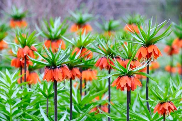 Kaiserkrone (Fritillaria imperialis), orange bluehend crown imperial lily (Fritillaria imperialis), orange blooming BLWS661628 *** Imperial crown Fritillaria imperialis , orange blooming crown imperial lily Fritillaria imperialis , orange blooming BLWS661628 Copyright: xblickwinkel McPHOTO I.xSchulzx