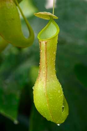 IMAGO Nature: Unsere Erde: Pflanzenwelt: Hässliche Pflanzen Kannenpflanze, Nepenthes alata (Nepenthes alata), Falle, Philippinen pitcher plant (Nepenthes alata), trap, Philippines BLWS661355 *** Pitcher plant, Nepenthes alata Nepenthes alata , trap, Philippines pitcher plant Nepenthes alata , trap, Philippines BLWS661355 Copyright: xblickwinkel McPHOTO I.xSchulzx