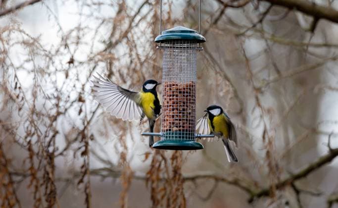 Two birds (Great tit) on feeding place Two birds flying on feeding place, wings wide open, (great tit, Kohlmeise, Parus major), backlight, blurred background, autumn colours, Copyright: xx *** Zwei auf Platz Zwei auf Platz weit auf Major Herbst Copyrigh