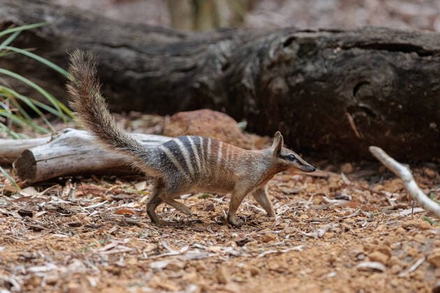 IMAGO Nature: Unsere Erde, Tiere, Gestreifte Tierarten REECE WHITBY PERTH ZOO ANNOUNCEMENT, An eight year old numbat is seen at Perth Zoo in Perth, Tuesday, February 8, 2022. Scientists from the University of Western Australia?s (UWA) DNA Zoo have mapped the world?s first chromosome-length genome for WA?s fauna emblem - the numbat - thanks to a blood sample provided at Perth Zoo. ( NO ARCHIVING, EDITORIAL USE ONLY, NO USE IN BOOKS WITHOUT CONSENT  Copyright: xRICHARDxWAINWRIGHTx 20220208001621191217