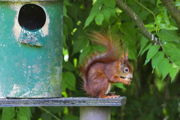Europaeisches Eichhoernchen, Eurasisches Eichhoernchen, Eichhoernchen (Sciurus vulgaris), sitzt an einer Futterstation fuer Eichhoernchen und frisst, Deutschland European red squirrel, Eurasian red squirrel (Sciurus vulgaris), sits at a squirrel feeding station and eating, Germany BLWS661857 *** European red squirrel, Eurasian red squirrel Sciurus vulgaris , sits at a squirrel feeding station and eating, Germany European red squirrel, Eurasian red squirrel Sciurus vulgaris , sits at a squirrel feeding station and eating, Germany BLWS661857 Copyright: xblickwinkel W.xBuchhorn F.xHeckerx