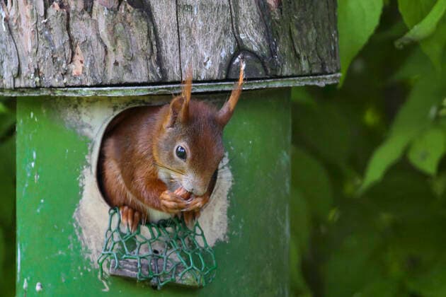 Europaeisches Eichhoernchen, Eurasisches Eichhoernchen, Eichhoernchen (Sciurus vulgaris), sitzt im Eingang einer Futterstation fuer Eichhoernchen und frisst, Deutschland European red squirrel, Eurasian red squirrel (Sciurus vulgaris), sits in the entrance of a squirrel feeding station and eating, Germany BLWS661858 *** European red squirrel, Eurasian red squirrel Sciurus vulgaris , sits in the entrance of a squirrel feeding station and eating, Germany European red squirrel, Eurasian red squirrel Sciurus vulgaris , sits in the entrance of a squirrel feeding station and eating, Germany BLWS661858 Copyright: xblickwinkel W.xBuchhorn F.xHeckerx