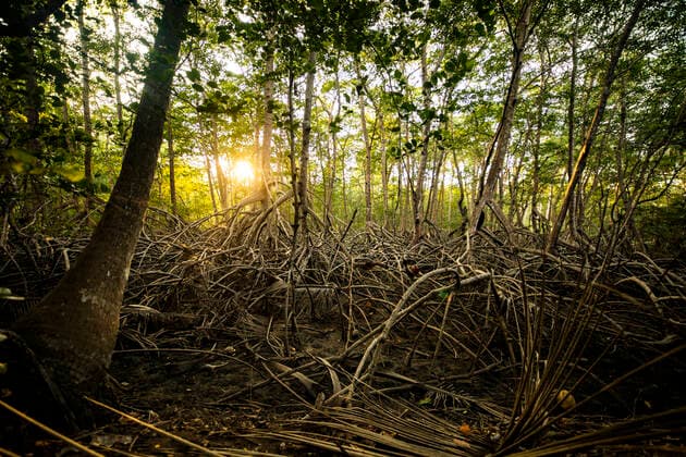 IMAGO Nature: Unsere Erde, Umweltprobleme, Regenwald High trees with lush foliage and roots growing in woods with stones and bright sunlight in nature of Costa Rica JosuTorrealday_CostaRica_49.jpg Copyright: xJosuxTorrealdayx Model Released