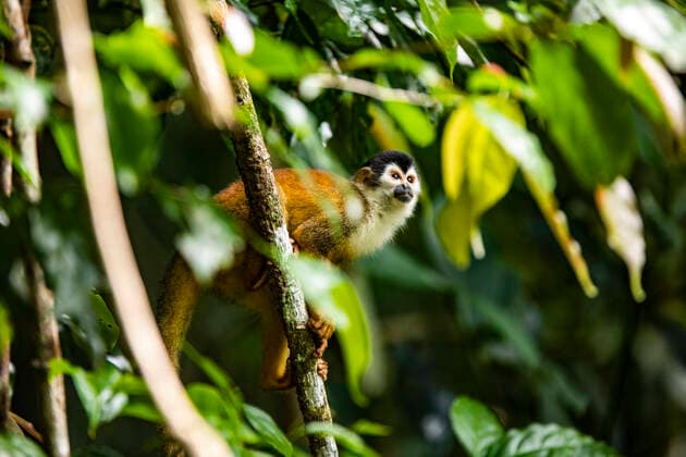 IMAGO Nature: Unsere Erde, Umweltprobleme, Regenwald Squirrel monkey sitting on tree trunk in green thicket in forest of Costa Rica on sunny day JosuTorrealday_CostaRica_98.jpg Copyright: xJosuxTorrealdayx Model Released