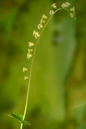 Falsche Alraunenwurzel, Fransenbecher (Tellima grandiflora), Bluetenstand, Deutschland, Bayern fragrant fringecup, fringe-cups (Tellima grandiflora), inflorescence, Germany, Bavaria BLWS661364 *** False mandrake root, fringe cup Tellima grandiflora , inflorescence, Germany, Bavaria fragrant fringecup, fringe cups Tellima grandiflora , inflorescence, Germany, Bavaria BLWS661364 Copyright: xblickwinkel S.xDerderx