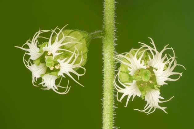 Falsche Alraunenwurzel, Fransenbecher (Tellima grandiflora), Blueten, Deutschland, Bayern fragrant fringecup, fringe-cups (Tellima grandiflora), flowers, Germany, Bavaria BLWS661365 *** False mandrake root, fringe cups Tellima grandiflora , flowers, Germany, Bavaria fragrant fringecup, fringe cups Tellima grandiflora , flowers, Germany, Bavaria BLWS661365 Copyright: xblickwinkel S.xDerderx