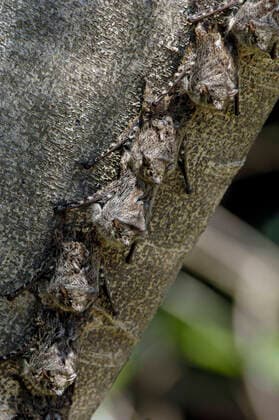 IMAGO Nature: Unsere Erde, Tiere, Tierische Meister der Tarnung Nasenfledermaus, Nasen-Fledermaus (Rhynchonycteris naso), Kolonie haengt an Baumrinde, Aufsicht, Brasilien, Pantanal proboscis bat, sharp-nosed bat (Rhynchonycteris naso), colony hanging at tree bark, view from above, Brazil, Pantanal BLWS661706 *** Nose bat, sharp nosed bat Rhynchonycteris naso , colony hanging at tree bark, view from above, Brazil, Pantanal proboscis bat, sharp nosed bat Rhynchonycteris naso , colony hanging at tree bark, view from above, Brazil, Pantanal BLWS661706 Copyright: xblickwinkel McPHOTO I.xSchulzx