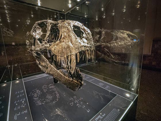 Themenfoto Saurier Tristan Otto Berlin Mitte, Naturkundemuseum: Tyrannosaurus-Skelett Tristan Otto, die Leihgabe kehrt nach Berlin zurück Berlin