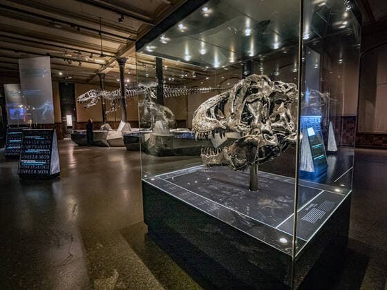 Themenfoto Saurier Tristan Otto Berlin Mitte, Naturkundemuseum: Tyrannosaurus-Skelett Tristan Otto, die Leihgabe kehrt nach Berlin zurück Berlin