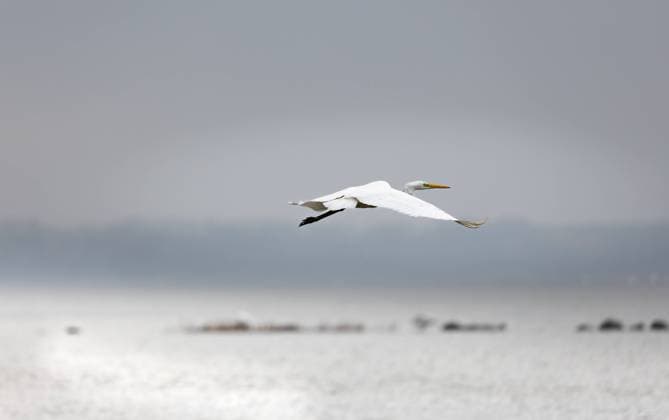 great white egret in flight over water. A great white heron is flying over the smooth water surface along the beach of Loissin, Greifswald, Germany. Blurred background Copyright: xMartinxGruberx *** Weiß in Wasser A Weiß Reiher ist der Wasser der Strand von Deutschland Copyrigh