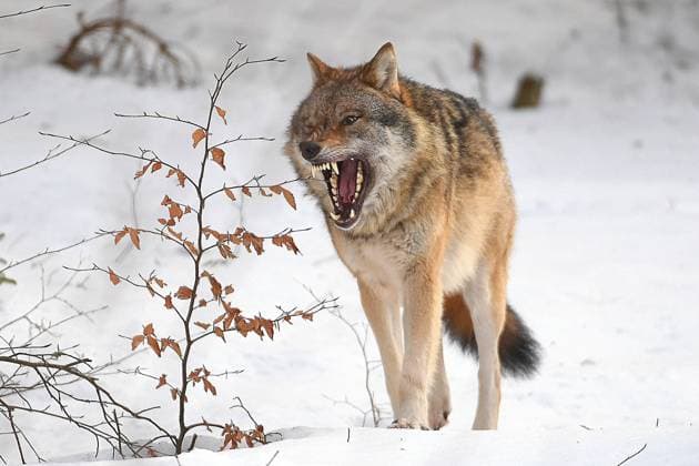 12 02 2022, Animal enclosure Falkenstein, GER, Animal wolf wolves , Bavarian Forest, Canis lupus ,