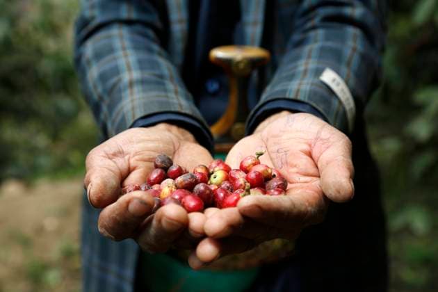 (220215) -- SANAA, Feb. 15, 2022 -- A Yemeni farmer shows freshly harvested coffee beans in Bayt al-Nahimy village of the Manakhah district, Sanaa province, Yemen, on Feb. 14, 2022. (Photo by Xinhua) YEMEN-SANAA-COFFEE BEANS-HARVEST MohammedxMohammed 