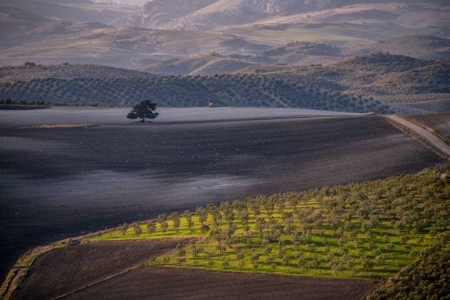 IMAGO Creative, Biodynamische Landwirtschaft Agriculture landscape in Andalusia Hilly olive groves and agricultural fields in southern Spain El Saucejo Sevilla Spanien