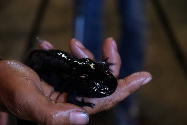 ˜Ajoloton™ Ecologist Project to Preserve the Axolotl Species MEXICO CITY, MEXICO - FEB 16, 2022: A person holds an Axolotl with their hand before releasing it to preservation of the specie and its habitat as part of ecologist campaign. On February 16, 2022 In Mexico City, Mexico. (Photo by Luis Barron Eyepix Group) Copyright: xLuisxBarronx xEyepixxGroupx EYEPIX_LBE_16022022_55980