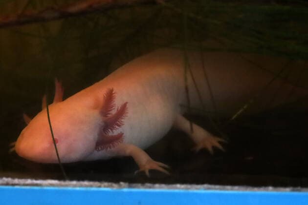 ˜Ajoloton™ Ecologist Project to Preserve the Axolotl Species MEXICO CITY, MEXICO - FEB 16, 2022: Detail of an Axolotl before releasing it to preservation of the specie and its habitat as part of ecologist campaign. On February 16, 2022 In Mexico City, Mexico. (Photo by Luis Barron Eyepix Group) Copyright: xLuisxBarronx xEyepixxGroupx EYEPIX_LBE_16022022_55981