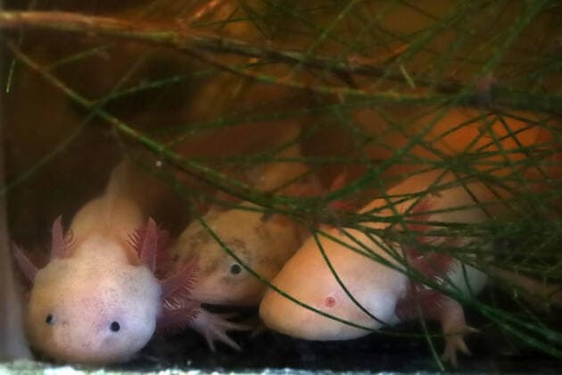 ˜Ajoloton™ Ecologist Project to Preserve the Axolotl Species MEXICO CITY, MEXICO - FEB 16, 2022: Detail of an Axolotl before releasing it to preservation of the specie and its habitat as part of ecologist campaign. On February 16, 2022 In Mexico City, Mexico. (Photo by Luis Barron Eyepix Group) Copyright: xLuisxBarronx xEyepixxGroupx EYEPIX_LBE_16022022_55983