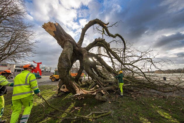 Niedersachsen, Hannover, Sturmtief Ylenia über Hannover, umgestürzter Baum am Maschsee, Sturm, Orkan,