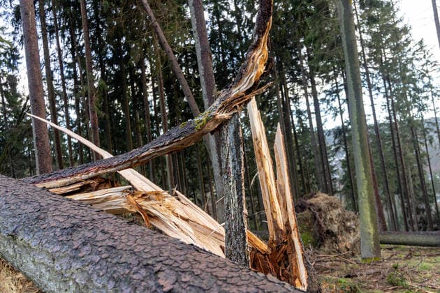 Sturmschäden im Taunus Die Landstraße L3004 ist an der Hegewiese unterhalb des Großen Feldbergs wegen zahlreicher umgestürzter Bäume gesperrt. Das Sturmtief Ylenia hatte im Taunus für einige Schäden gesorgt., Schmitten Hessen Deutschland
