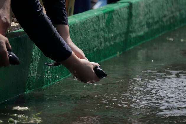Mexiko, Auswilderung von Axolotl Release Of Ajolotes In Xochimilco, Mexico City A salamander release at the Centro Ecoturistico Chinampero Michmani located on a chinampa in Xochimilco, Mexico City. The Mexican axolotl or ajolote, Ambystoma mexicanum, is a salamander with the unusual characteristic of retaining its larval features as an adult. This condition, known as neoteny, means that it retains its tadpole-like dorsal fin - which runs almost the entire length of its body - and its external gills, which protrude from the back of its broad, feathery head. Mexico City Mexico City Mexico  Copyright: xGerardoxVieyrax originalFilename: vieyra-notitle220216_npR1h.jpg