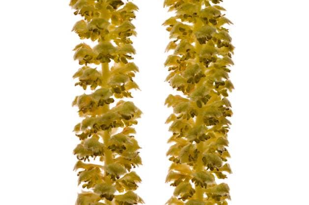 Detail of a blooming hazelnut shrub (Corylus avellana) in studio, white background Floridsdorf Austria