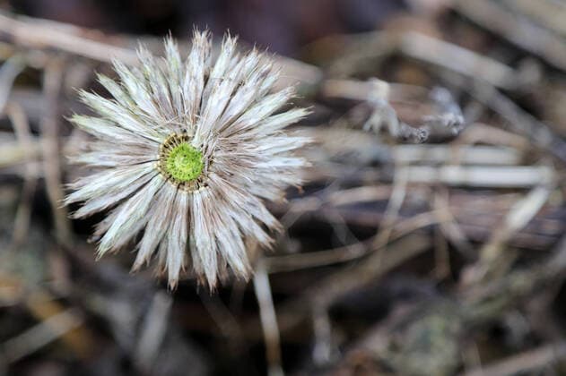 Distel 20.02.2022, Ostramondra, vertrocknete Bluete Blüte einer Distel *** Thistle 20 02 2022, ostramondra, withered blue flower of a thistle