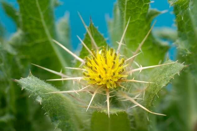 Benediktenkraut, Benedikten-Kraut, Benediktendistel, Benedikten-Distel (Cnicus benedictus), bluehend Holy thistle, Blessed thistle (Cnicus benedictus), blooming BLWS662964 *** Benediktenkraut, Benedikten herb, Benedikten thistle, Benedikten thistle Cnicus benedictus , blooming Holy thistle, Blessed thistle Cnicus benedictus , blooming BLWS662964 Copyright: xblickwinkel McPHOTO O.xDiezx
